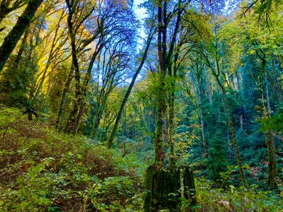 Forest view on South Canyon Trail