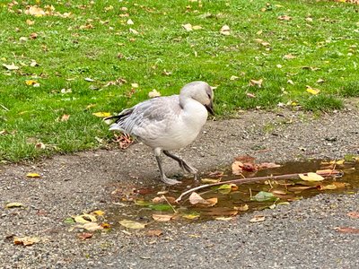 Duck along Shore Loop Road at Seward Park