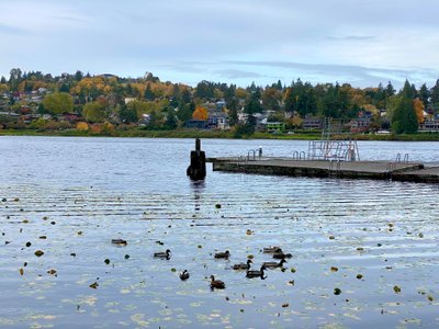 Swimming platform and ducks