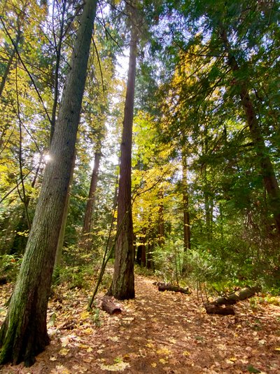 Boeing Creek Loop Trail