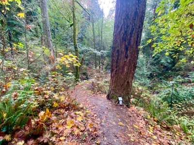 Large Douglas Fir tree on the way down to Boeing Creek