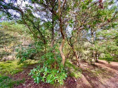 Pacific Madrone (Madrona) Tree