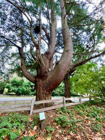 Wolf Tree - Douglas Fir