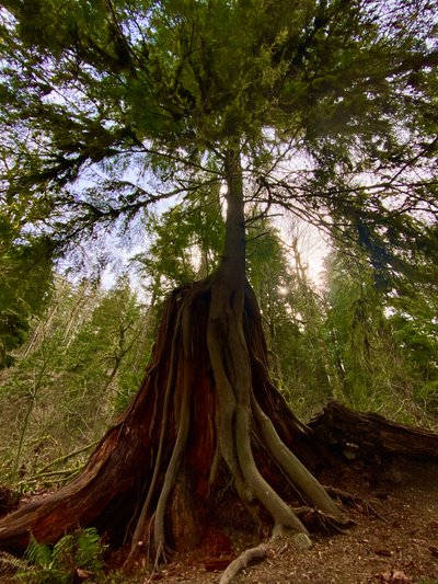 Nurse log on the Snoqualmie Falls Walking Trail