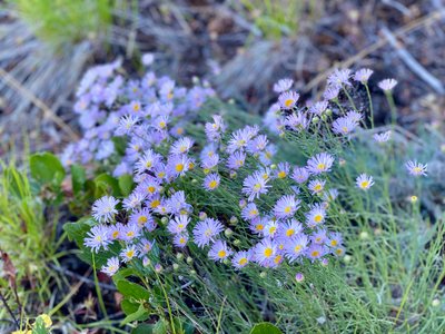 Wildflowers along the Shoe Spur trail