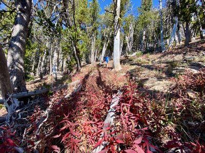 Fall colors on the way to Stormy Mountain