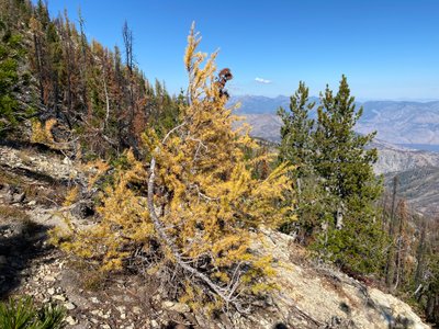 Golden Larch on Stormy Mountain