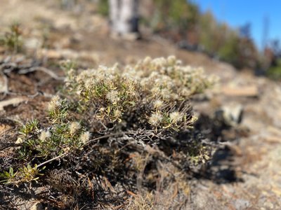Some flowering plant on Stormy Mountain