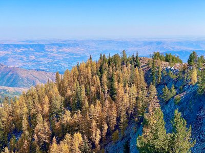 Larches on the side of Stormy Mountain
