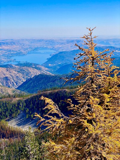 Larch Madness