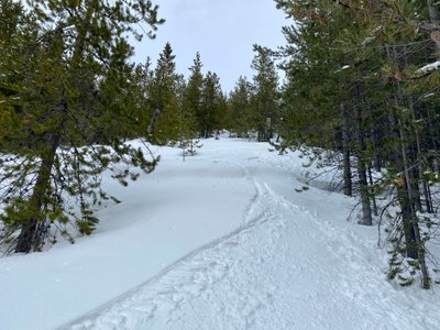 Turns through an opening in the trees