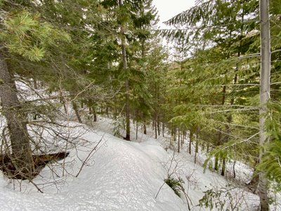 Skiing through trees and alder