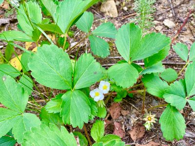 Wild strawberry