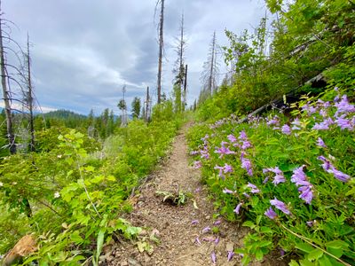 Wildflowers along the hike