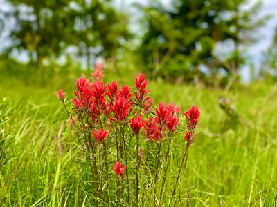 Indian painbrush in a field