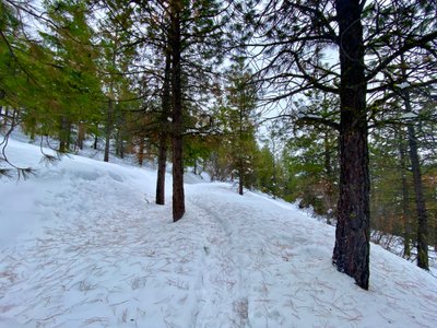 Heading into the forest