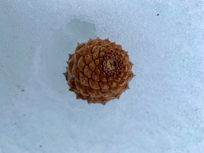 Pine cone