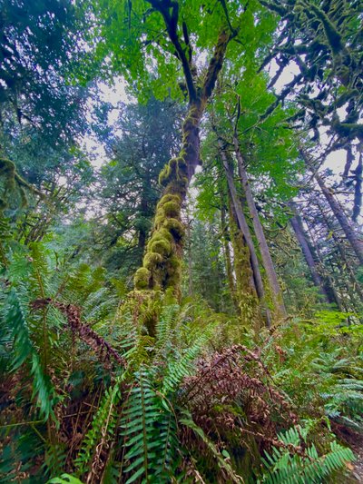 Tall mossy tree along the trail