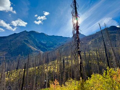 Larches on the top of Crescent Mountain