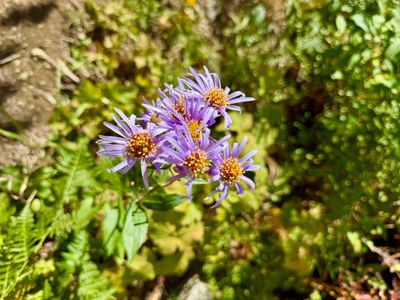 Douglas Aster along the trail