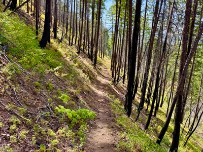 Burnt Out Forest Along the Trail
