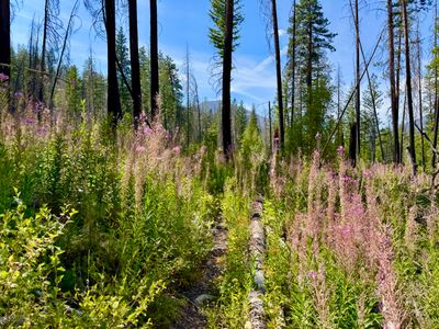 Fireweed Along the Trail