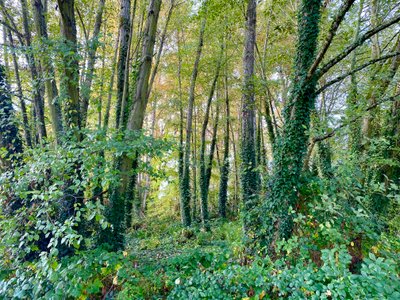 Forest along NE Wahkiakum Lane