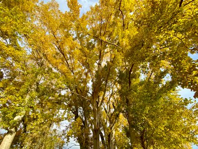 Tree canopy off of Waterfront Trail