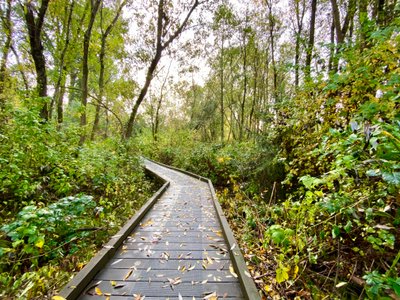 Raised platform through Yesler Swamp