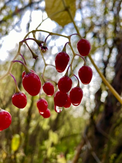 Berry with morning dew in Yesler Swamp