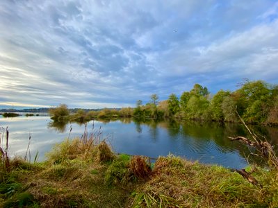 View of Lake Washington from Yesler Swamp