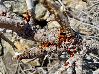 Lady bugs on Uno Peak
