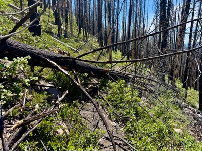 One of the many downed trees on the trail