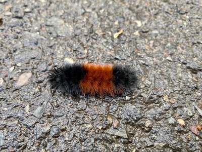 Woolly Bear Caterpillar