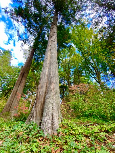 Tall trees along the Washington Park Arboretum Loop Trail