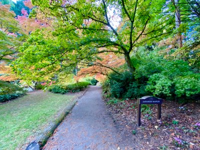 Entering the Japanese Maples section