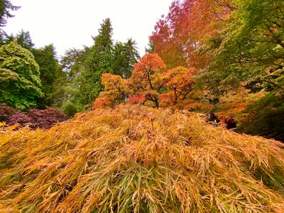 Fall color in the Japenese Maples