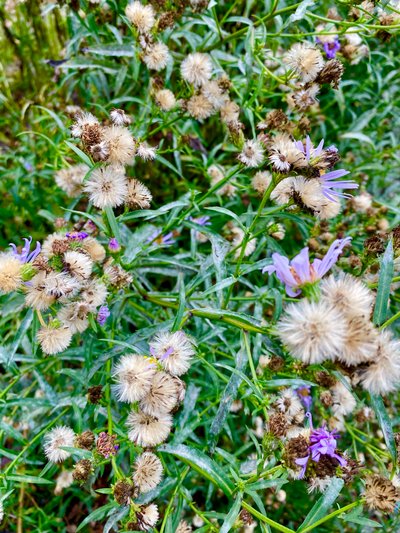 Blooming plant along the Loop Trail