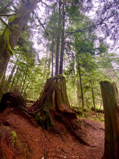 Nurse log with trees growing on top