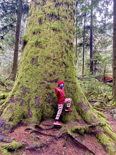 Douglas Fir tree