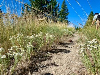 Flowers on the Whoop-Di-Do trail
