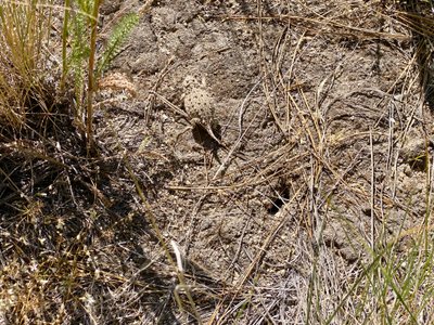 Pygmy short-horned lizard
