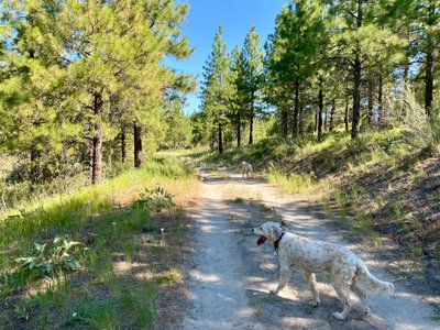 Gem cruising along Lolly Pop trail