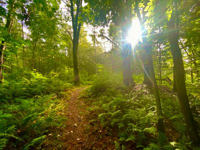 Sun shining through the trees