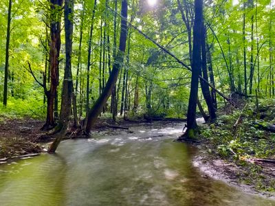 Pond brook along the loop trail