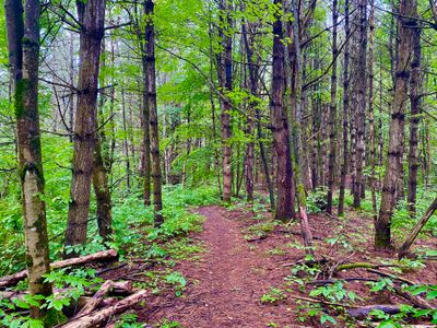 Dead trees in the Wolcott Family Natural Area